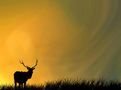 Free Silhouetted deer at sunset stock image to download Silhouetted deer at sunset FREE Stock Photo, deer, sunset, silhouette picture