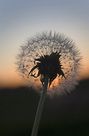 Free Dandelion Silhouette at Sunset stock image to download Dandelion Silhouette at Sunset FREE Stock Photo, dandelion, sunset, nature picture
