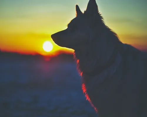 Free Dog Silhouette at Sunset stock image to download Dog Silhouette at Sunset FREE Stock Photo, dog, sunset, silhouette picture