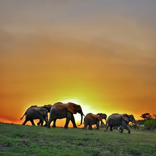 Free Elephants at Sunset stock image to download Elephants at Sunset FREE Stock Photo, elephants, sunset, wildlife picture