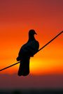 Free Pigeon silhouette at sunset stock image to download Pigeon silhouette at sunset FREE Stock Photo, sunset, pigeon, silhouette picture