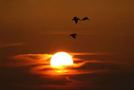 Free Birds flying at sunset stock image to download Birds flying at sunset FREE Stock Photo, sunset, birds, sky picture