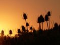 Free Silhouetted thistles at sunset stock image to download Silhouetted thistles at sunset FREE Stock Photo, thistles, sunset, orange picture
