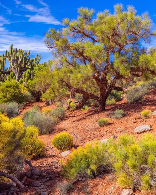 Free Vibrant Desert Landscape stock image to download Vibrant Desert Landscape FREE Stock Photo, desert, landscape, nature picture